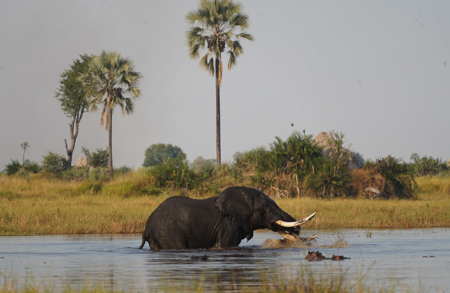 Luxury Safari Destinations in Africa | ASSOULINE