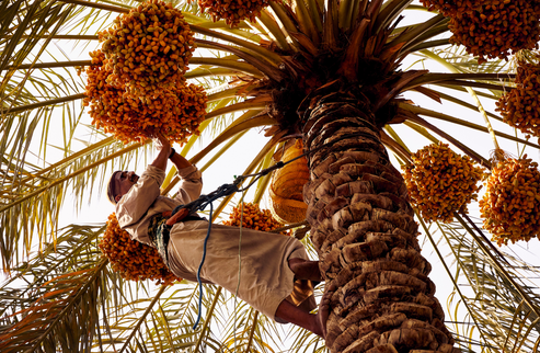 Cooking With Saudi Dates: Culture and a Ma'amoul Recipe | ASSOULINE