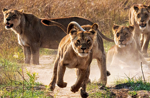 Discover African Safari Adventures and Wildlife | ASSOULINE