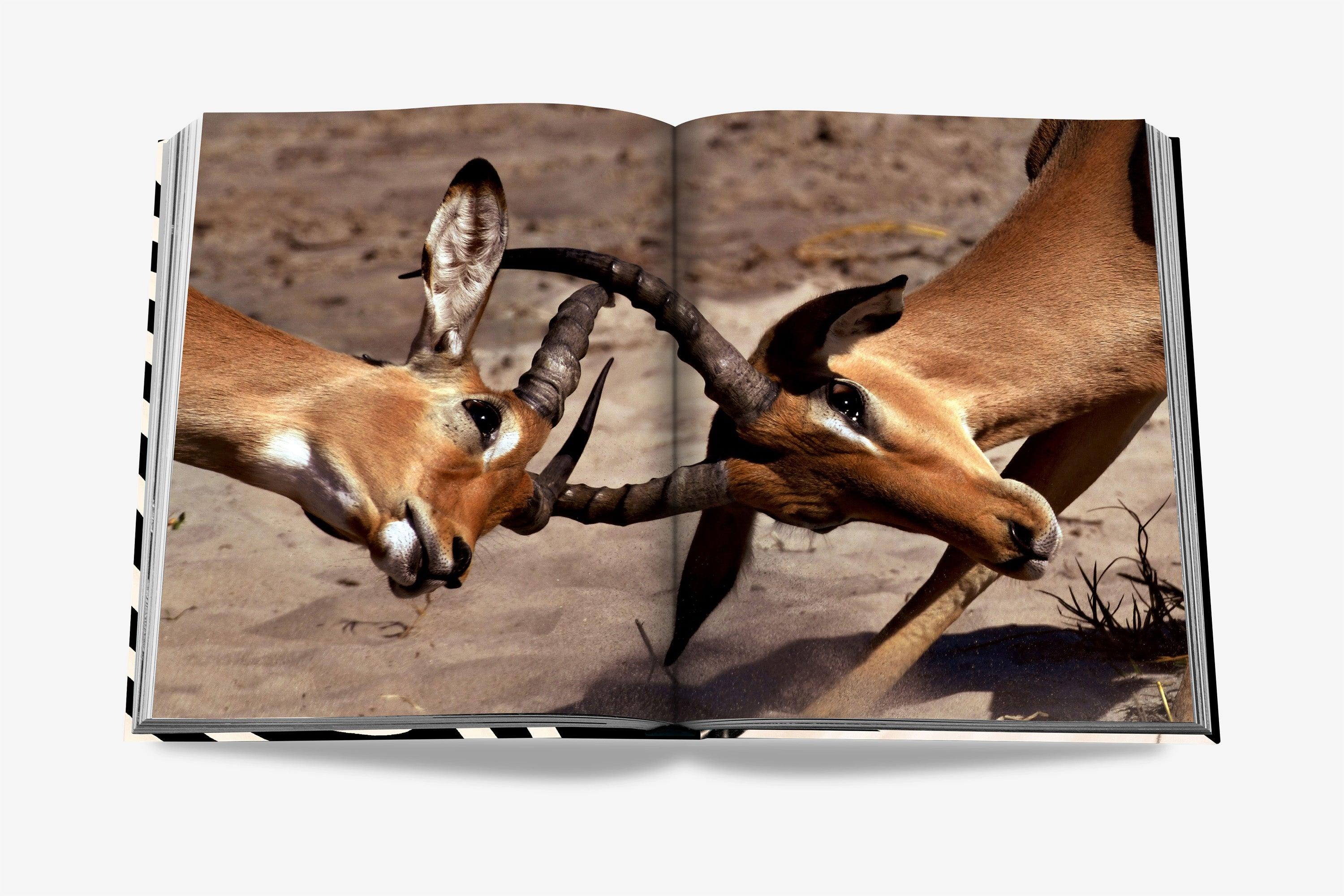 洋書　safari in wildest africa アフリカ　大型本 The Field Guide to Safari Animals Explore Exotic Africa Pop