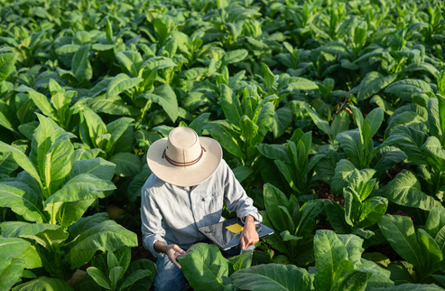 dominican tobacco leaves Tobacco plantation in tropical country. Nicotiana herbs during cultivation in Dominican republic. Cigar leaves agriculture in caribbean island. Nicoti Stock Photo dominican tobacco leaves Tobacco plantation in tropical country. Nicotiana herbs during cultivation in Dominican republic. Cigar leaves agriculture in caribbean island. Nicoti Stock Photo